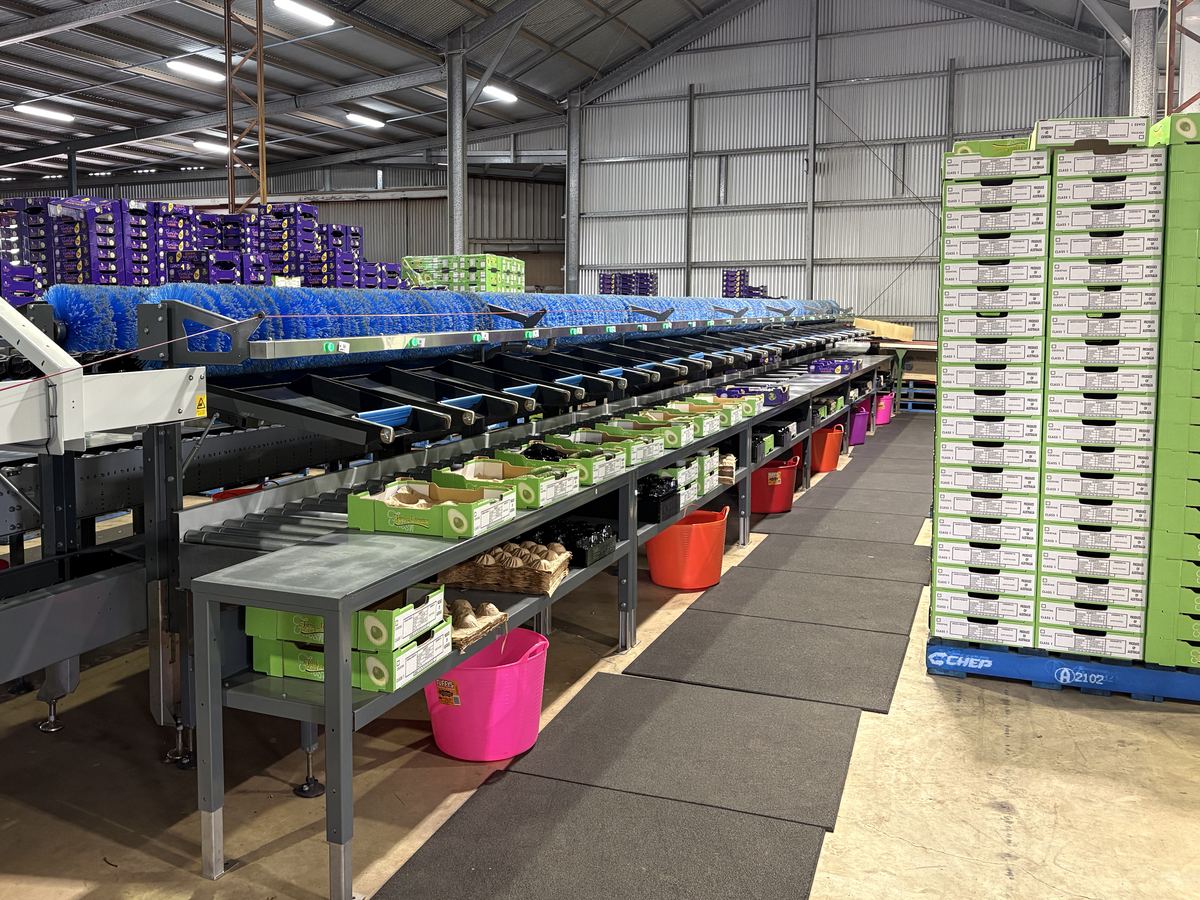 Sorting line at the Minmore pack shed: brushes, drop-out lanes and packed trays of avocados
