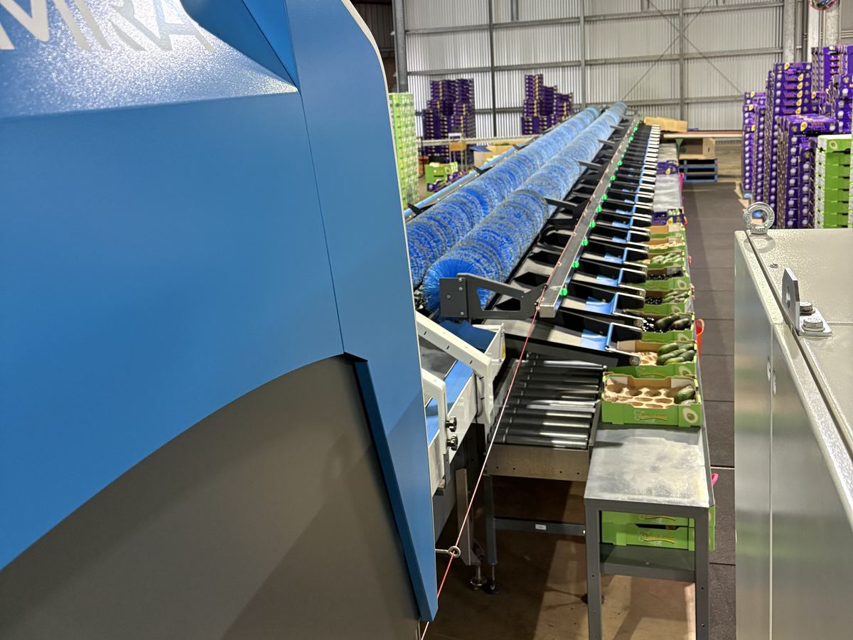 Optical sorter feeding the grading line at the Minmore pack shed