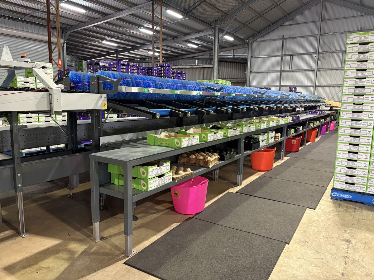 Packing stations and stacked trays beside the grading line at the Minmore pack shed